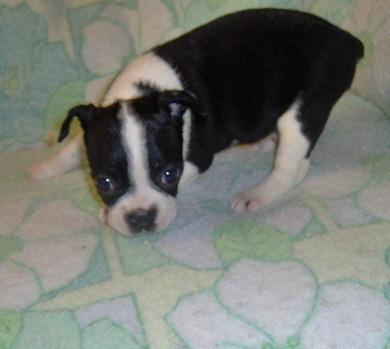 Boston Terrier Puppies for Sale
